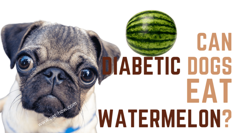 Can Diabetic Dogs Eat Watermelon? (Answered!)