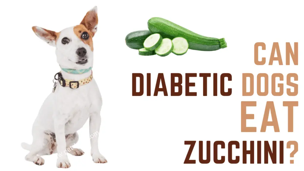 Can Diabetic Dogs Eat Zucchini (Answered!)