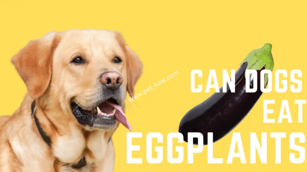 Can Dogs Eat Eggplant