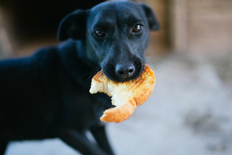 Can Dogs Eat Gluten-free Bread? (Answered by a Vet)