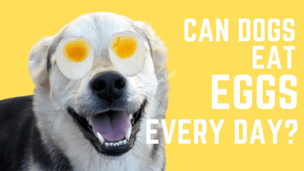 Can Dogs Eat Hard-Boiled Eggs Every Day