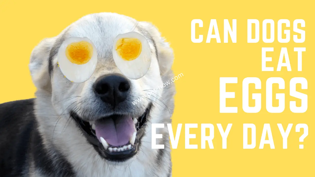 are boiled eggs good for dogs to eat