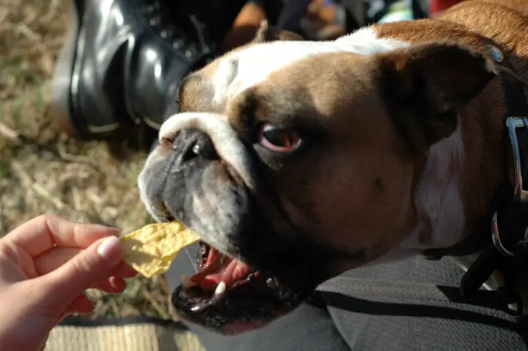 Can Dogs Eat Jalapeno Chips? (Answered by a Vet)