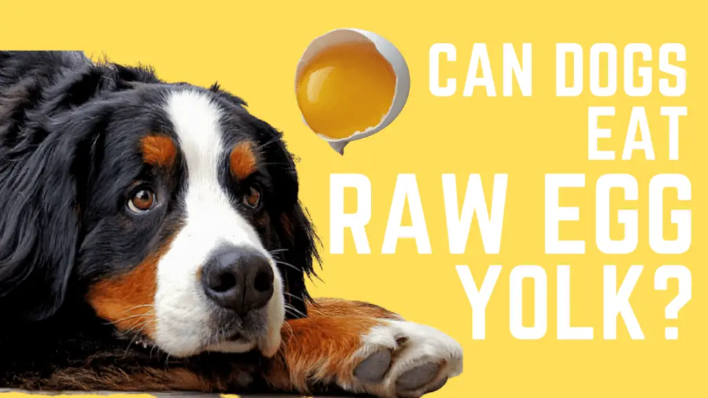 Can Dogs Eat Raw Egg Yolk