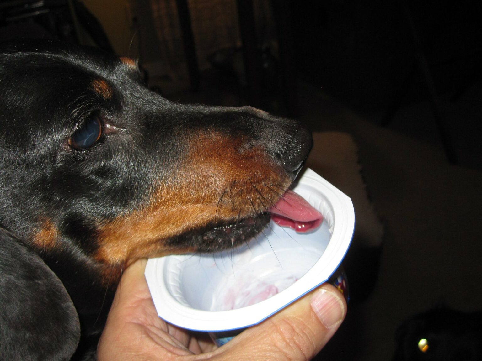 Can Dogs Have Activia Yogurt? (Answered by a Vet)