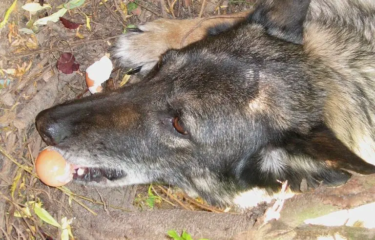 Can I Give My Dog Raw Egg Every Day? Know This First