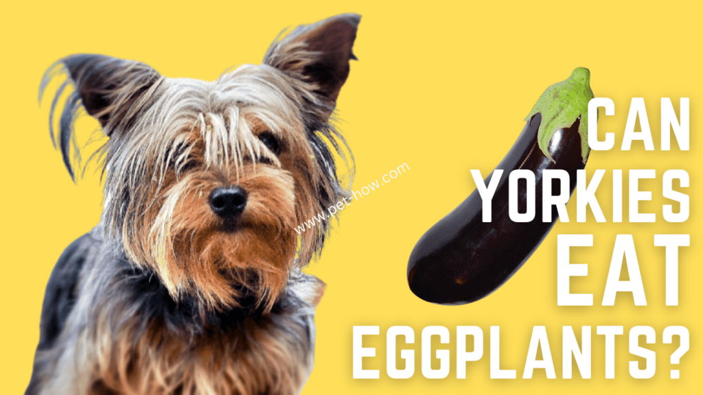 Can Yorkie Dogs Eat Eggplants