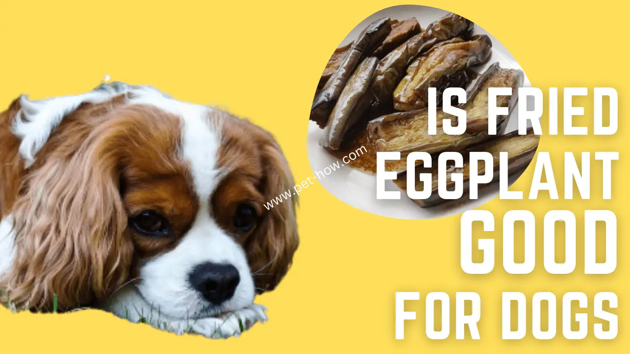 Is Fried Eggplant Good For Dogs