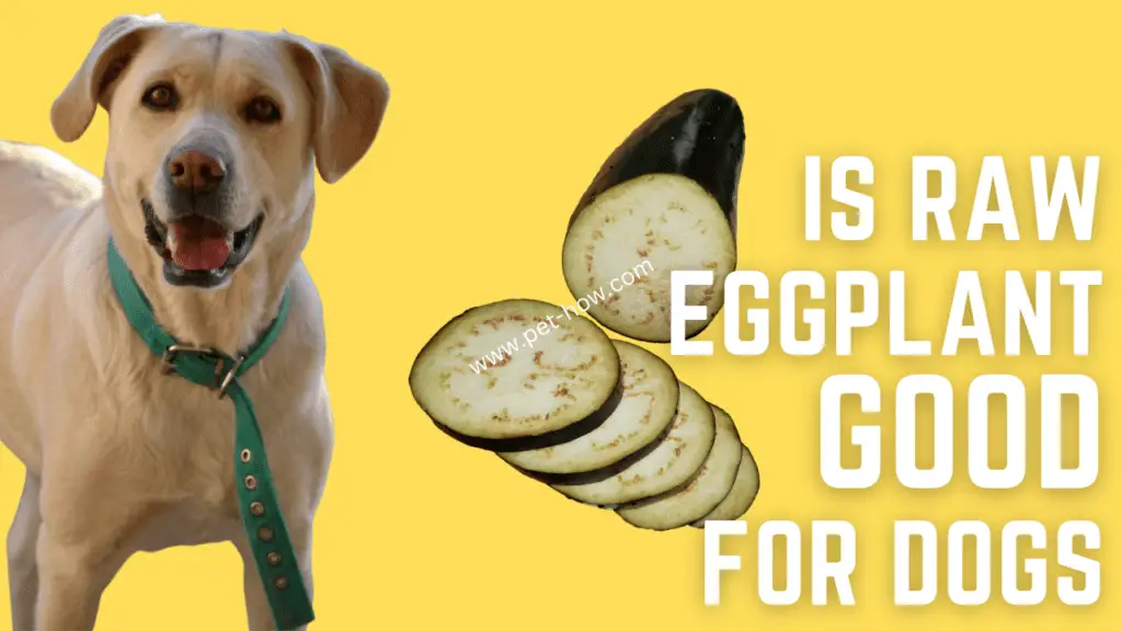 Is Raw Eggplant Good For Dogs
