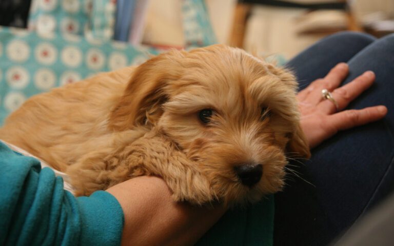 7 Side Effects of Giving Dog an Enema