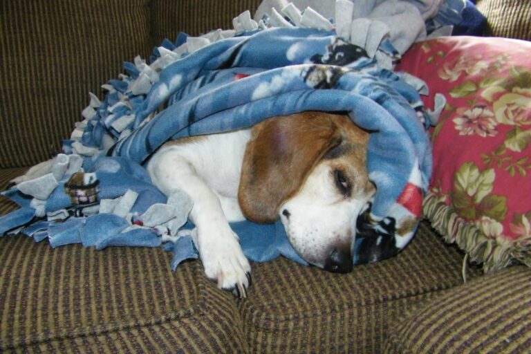 9 Reasons Why Dogs Nibble on Blankets