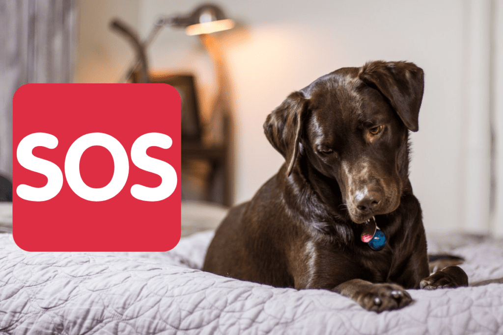 9 Tips To Keep Your Dog Falling Off The Bed