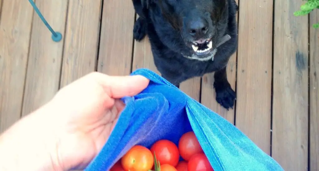 Can Diabetic Dogs Eat Tomatoes