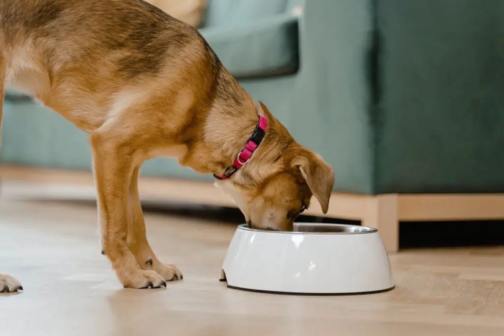 Can Diabetic Dogs Eat Turkey (Explained!)