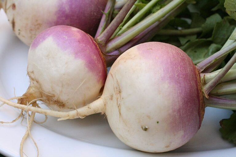 Can Diabetic Dogs Eat Turnips? (Answered!)
