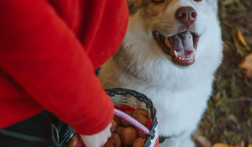 Can Diabetic Dogs Eat Walnuts