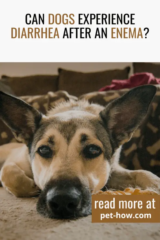 Can Dogs Experience Diarrhea After An Enema?