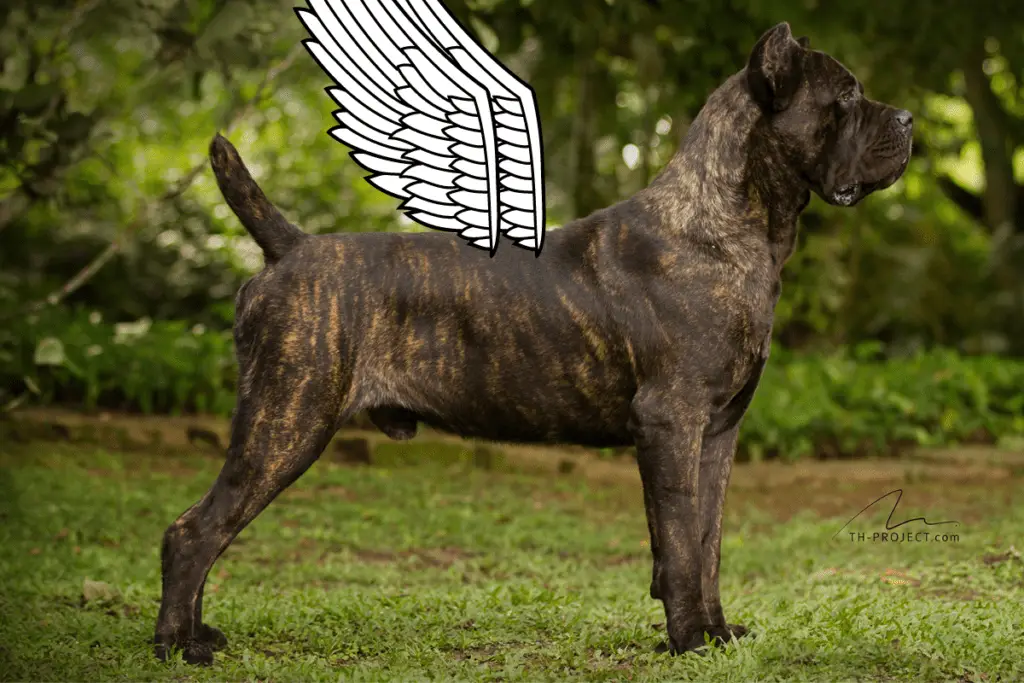 how long it take for a female cane corso to mature