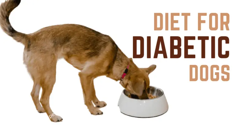 Diet For Dogs With Diabetes: What To Feed And What To Avoid