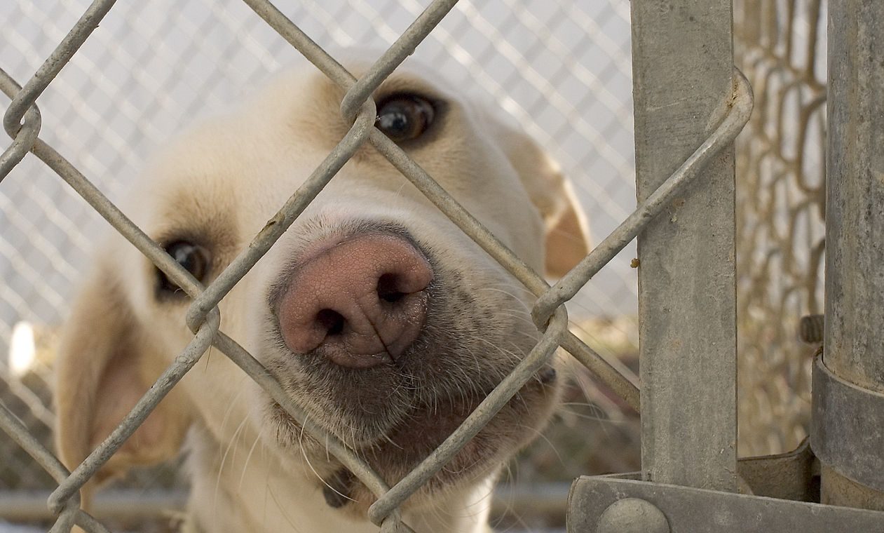 Do Dogs Understand They’re Being Adopted