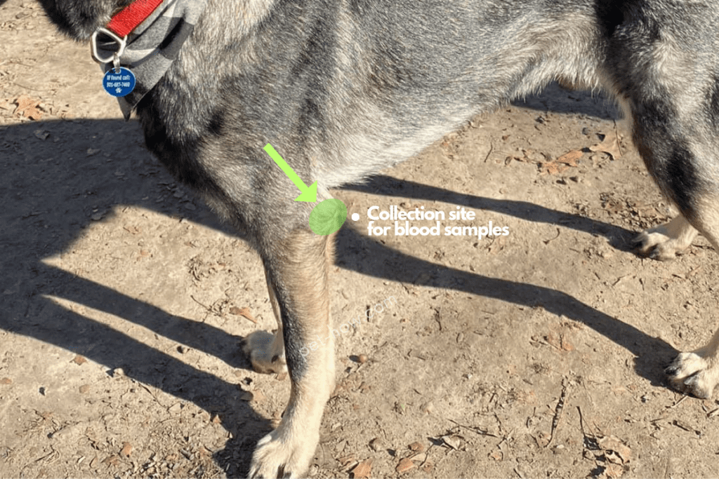 How To Monitor Your Dog's Blood Sugar [The Proper Way]