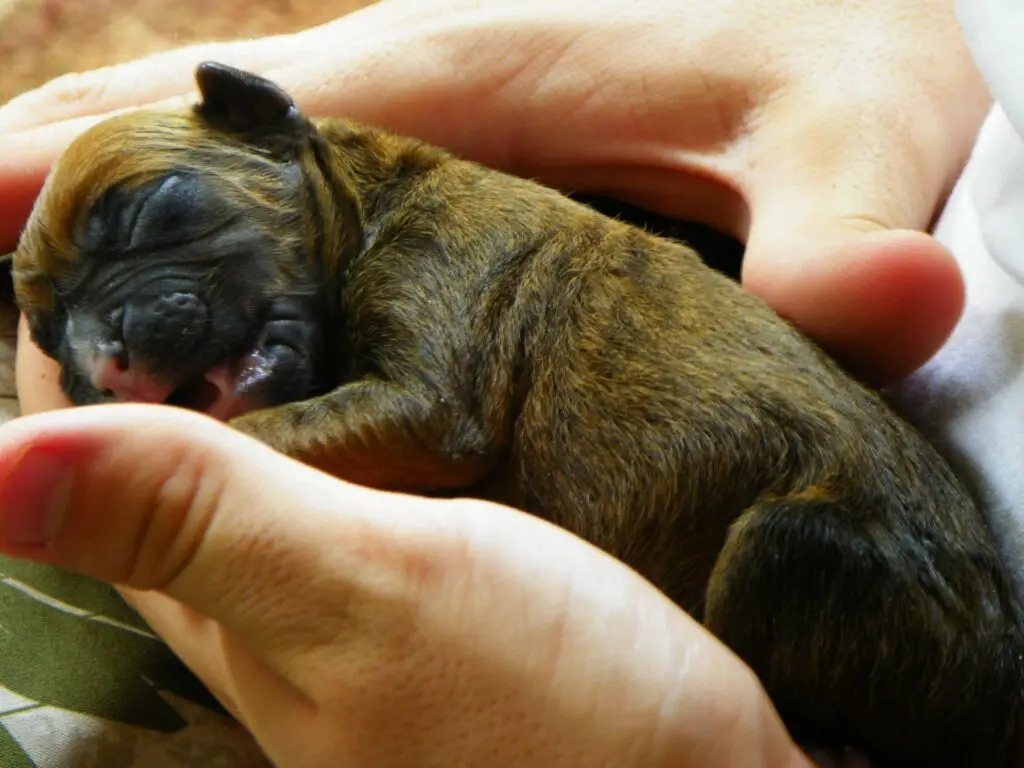 Fading Puppy Syndrome Everything You Need To Know
