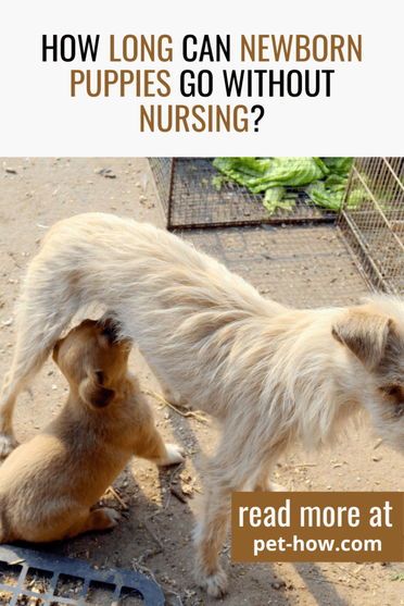 How Soon Should A Newborn Puppy Nurse