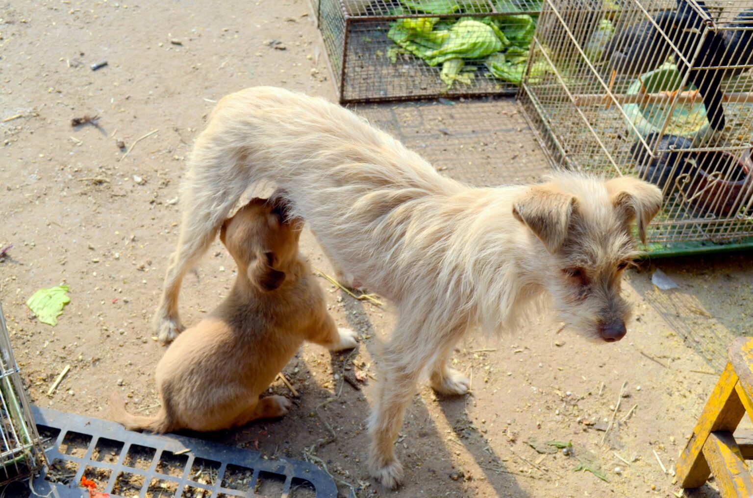 how-long-can-newborn-puppies-go-without-nursing