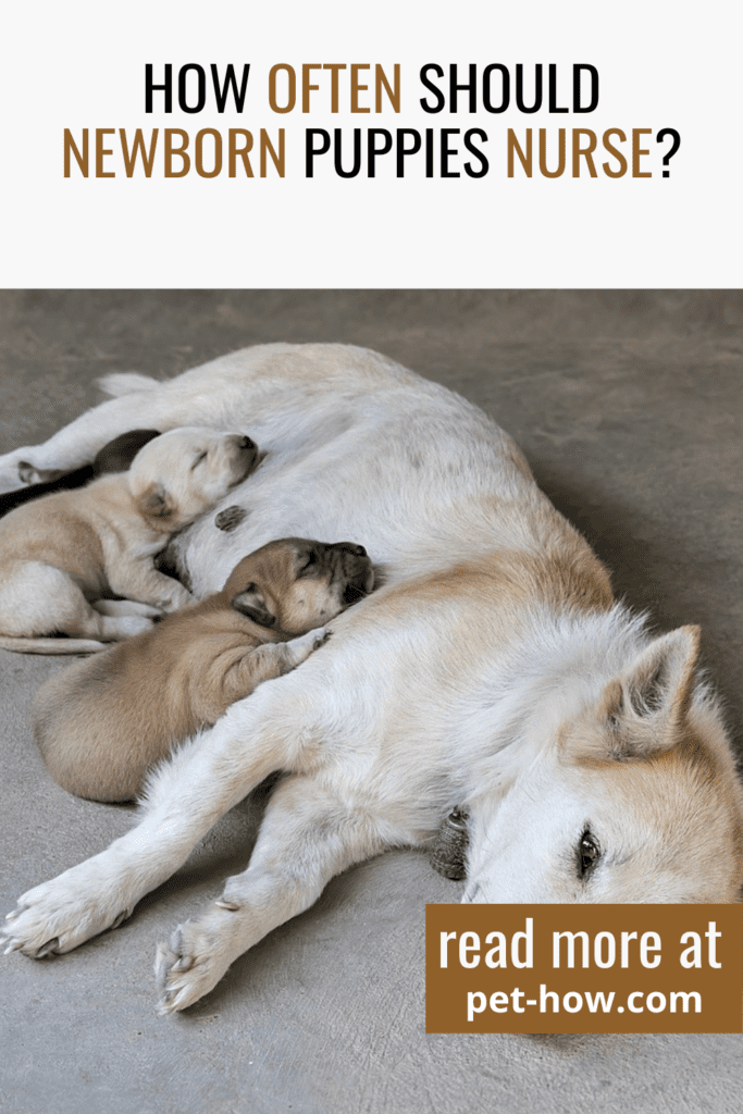 How Often Do Puppies Need To Nurse