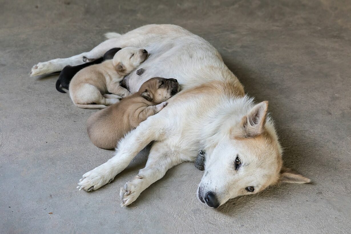 how many minutes should newborn puppies nurse