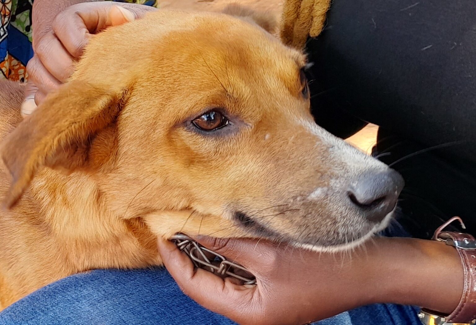 How To Give Your Diabetic Dog Insulin Injections (Vet Explained)