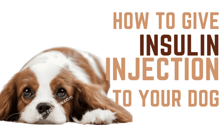How To Give Your Diabetic Dog Insulin Injections (Vet Explained)