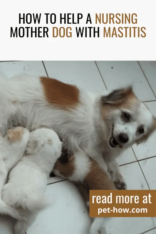 How To Help a Nursing Mother Dog With Mastitis