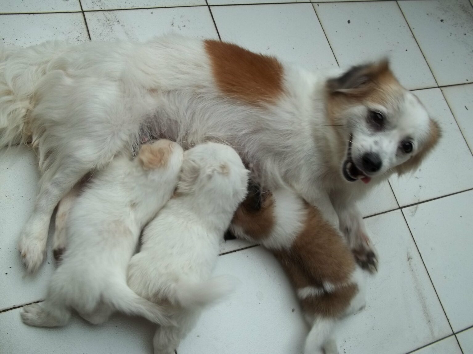 How To Help a Nursing Mother Dog With Mastitis