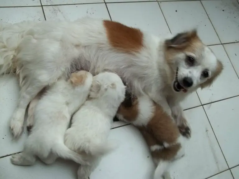 How To Help a Nursing Mother Dog With Mastitis
