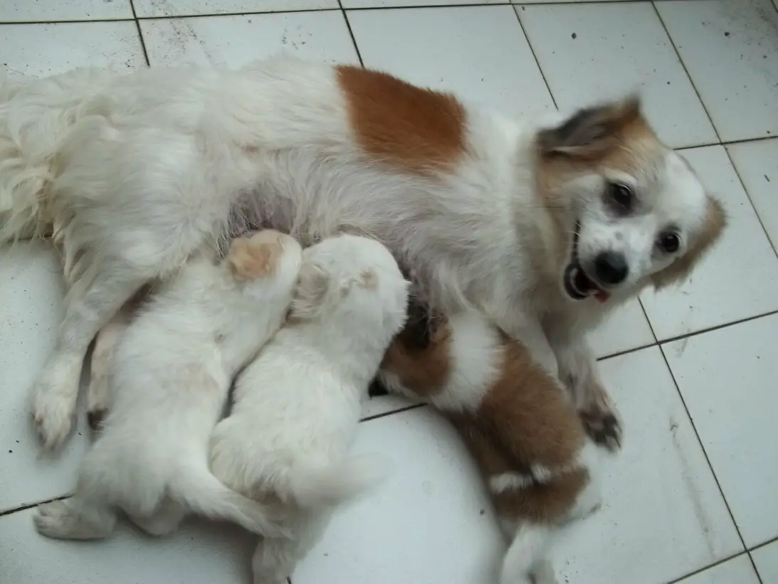 can puppies nurse if mother on antibiotics