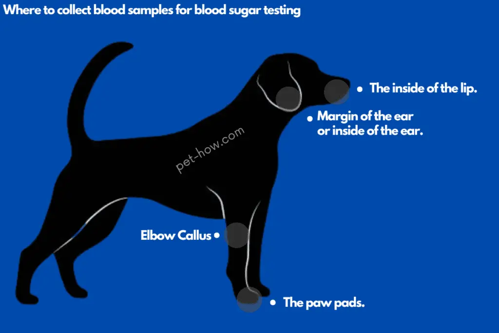 How To Monitor Your Dog's Blood Sugar [The Proper Way]