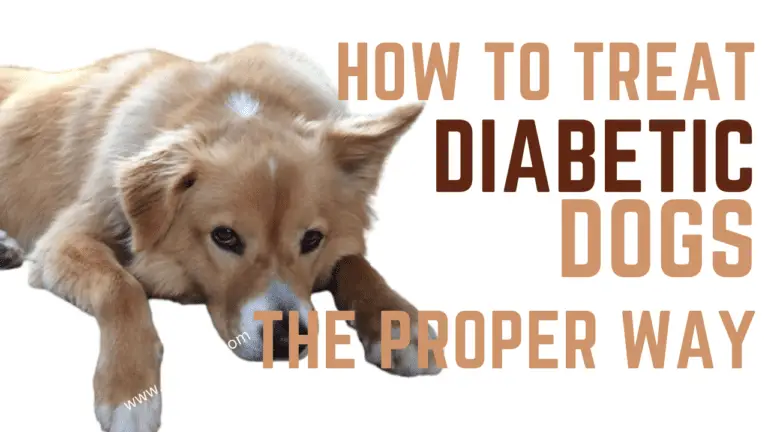How To Properly Treat Your Diabetic Dog (Insulin Injection, Diet, and Exercise Tips)