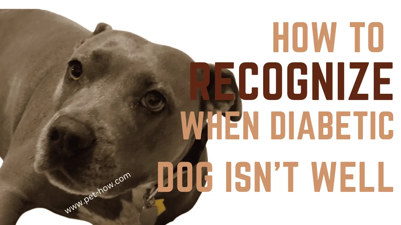 How To Recognize When Your Diabetic Dog Is Feeling Unwell