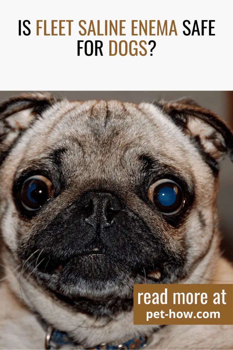 Is Fleet Saline Enema Safe For Dogs?