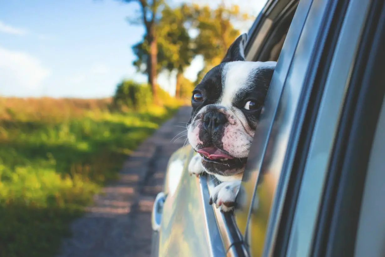 Traveling With Diabetic Dog: How To Prepare