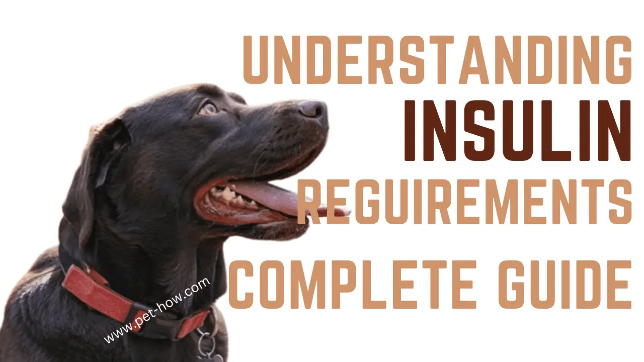 Understanding Your Dog's Insulin Requirements (A Comprehensive Guide To Canine Diabetes)