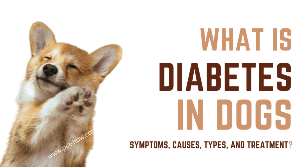 What Is Diabetes In Dogs Symptoms, Causes, Types, and Treatment