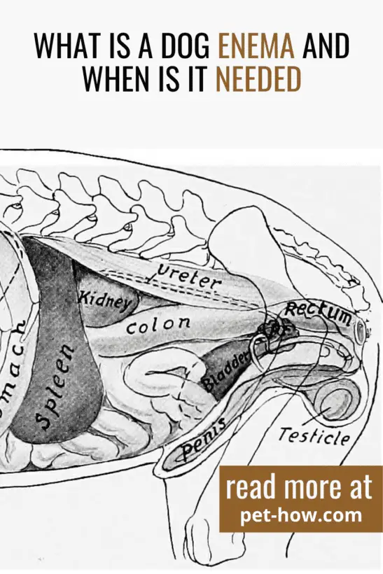 What Is a Dog Enema And When Is It Needed