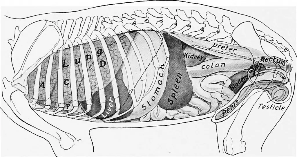 What Is a Dog Enema And When Is It Needed