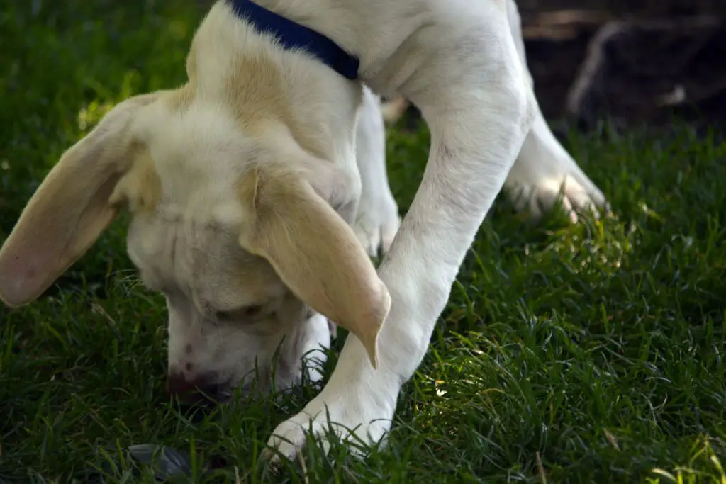 my-dog-rub-its-nose-on-the-floor-before-eating