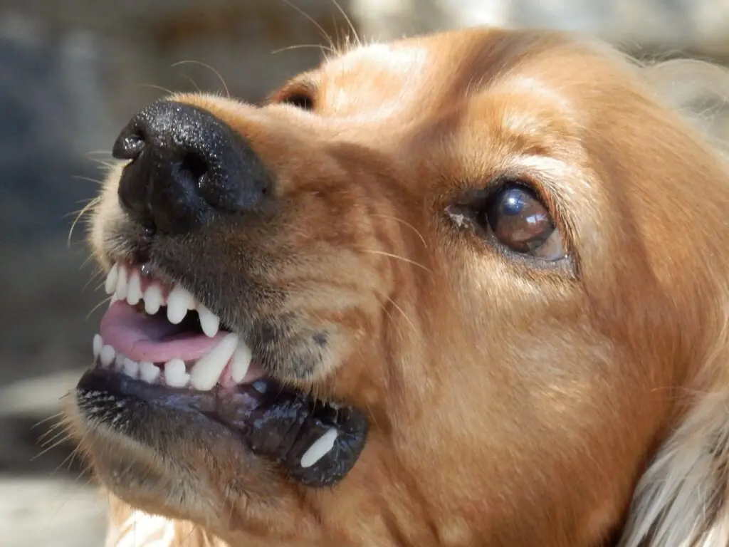 5 Reasons Why Your Dog Is Always Biting You