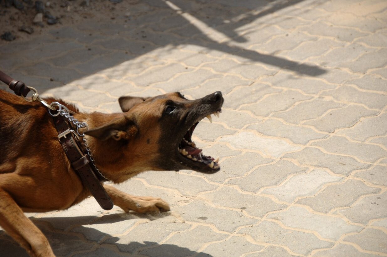 what to do if your dog is aggressive towards you