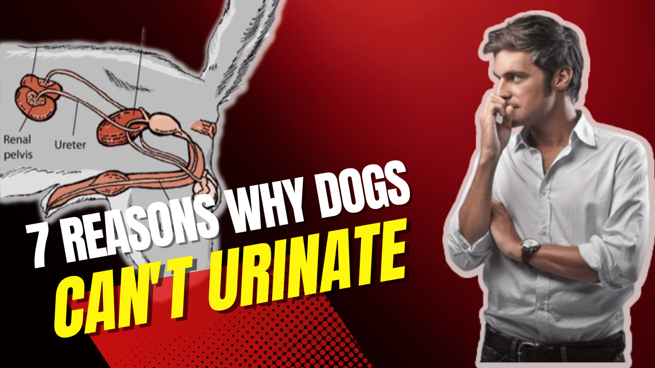 7 Reasons Why Your Dog Is Unable To Urinate