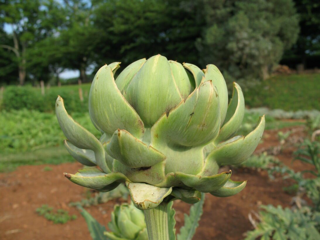 Can Dogs Eat Wild Artichoke Thistle preview